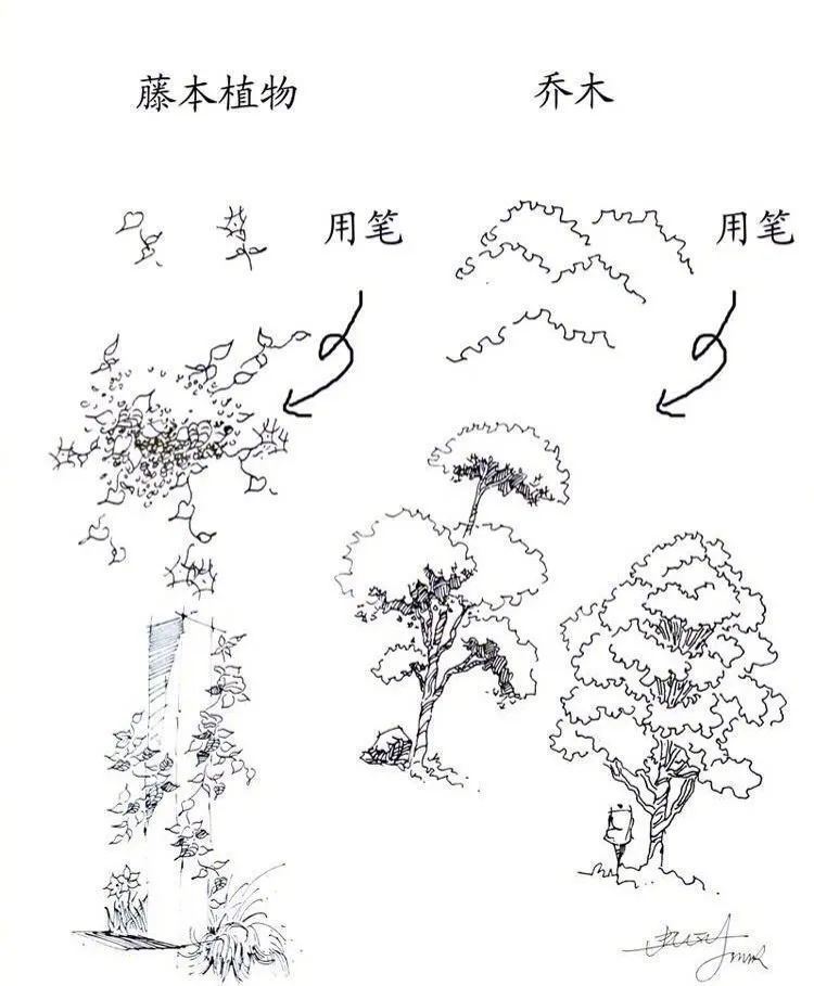 树木植物速写绘制的方法参考!
