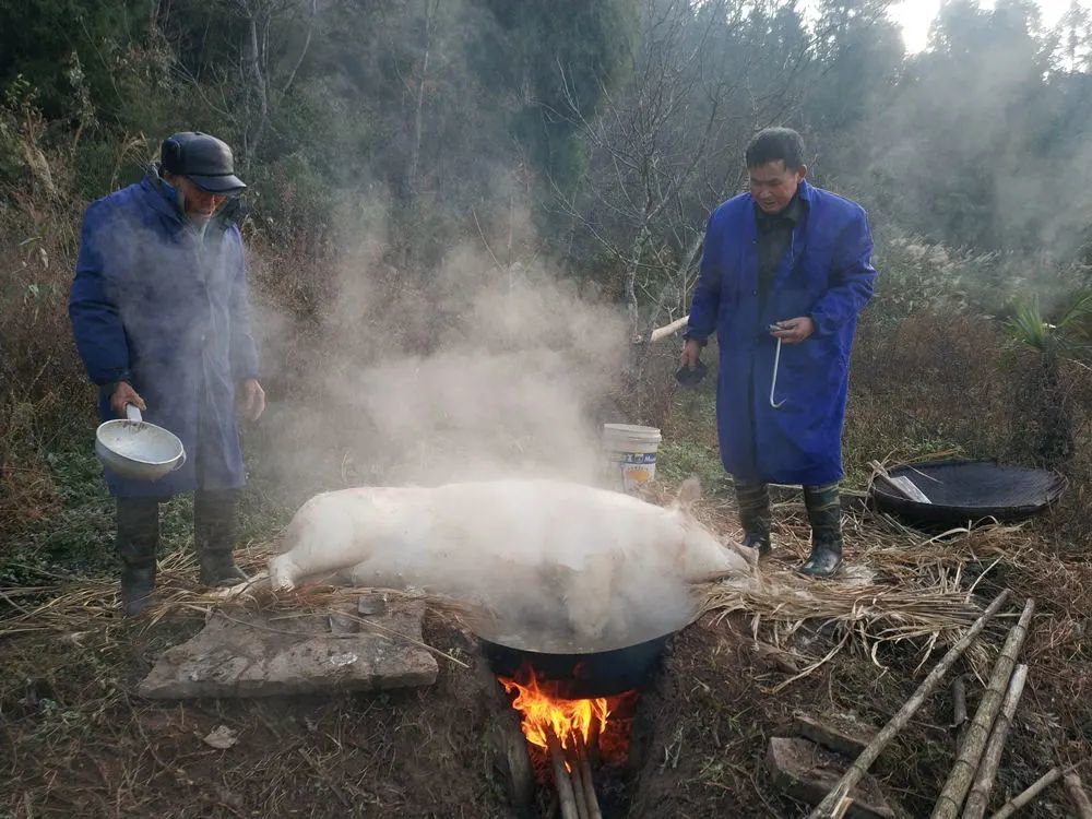 在石柱农村的杀年猪现场,这些场景你都还熟悉吗?来摆哈龙门阵