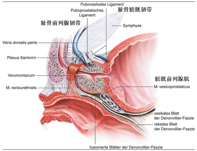 膀胱前列腺肌的解剖位置
