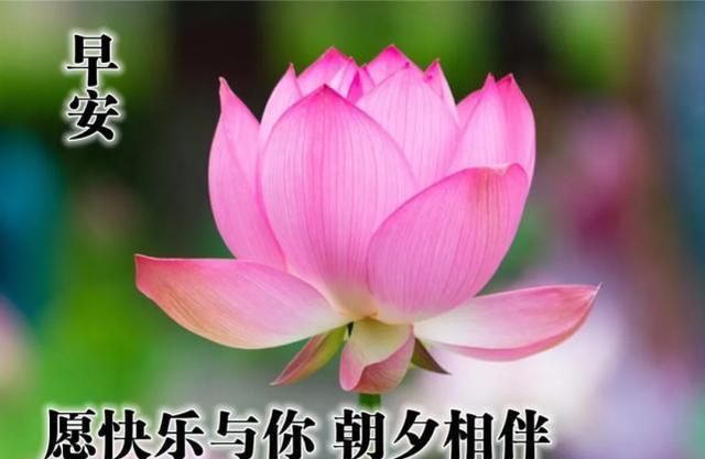 最新早上好祝福句子,很漂亮的早上好祝福图片精选