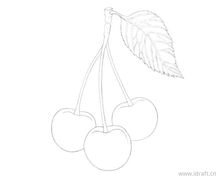 樱桃的铅笔画素描过程步骤-结构图的前期构建很重要的