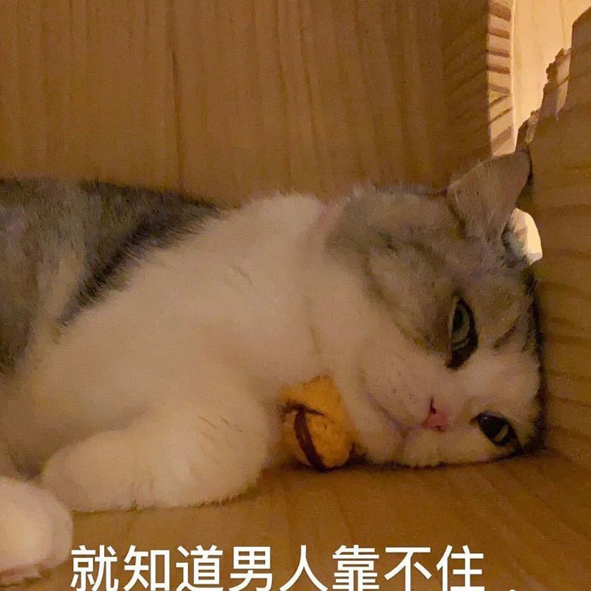 可爱的猫咪表情包:我要吃肉