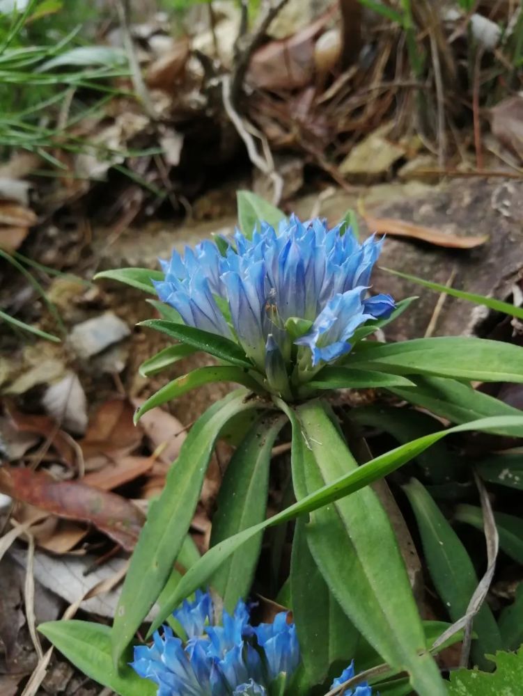 生境:岩石边海拔:1450m时间:9月地点:浙江五岭龙胆 gentiana davidii4