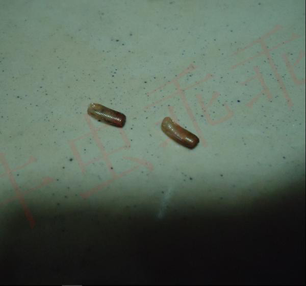 网上说蟑螂不能踩死,有何科学依据?
