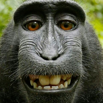 标准的假笑,看着特别的呆萌可爱,难道这就是传说中的大马猴?