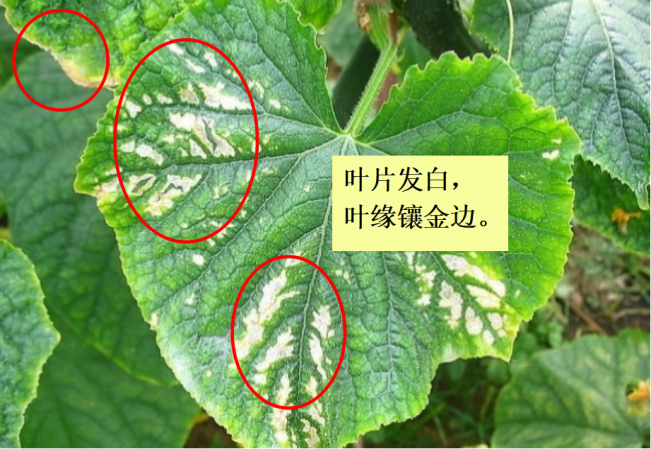 黄瓜遭受寒害后表现 遭受低温障碍初期,黄瓜出现缺素症状,叶脉间褪绿