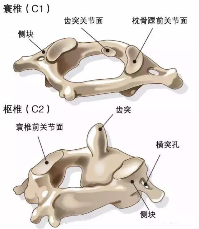 颈椎病(二)七节脊椎组成的颈椎对应不同疾病症状,你分清了吗?