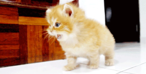 有一种困叫猫咪半夜来蹦迪