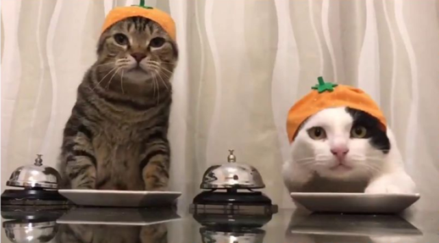 有一种困叫猫咪半夜来蹦迪