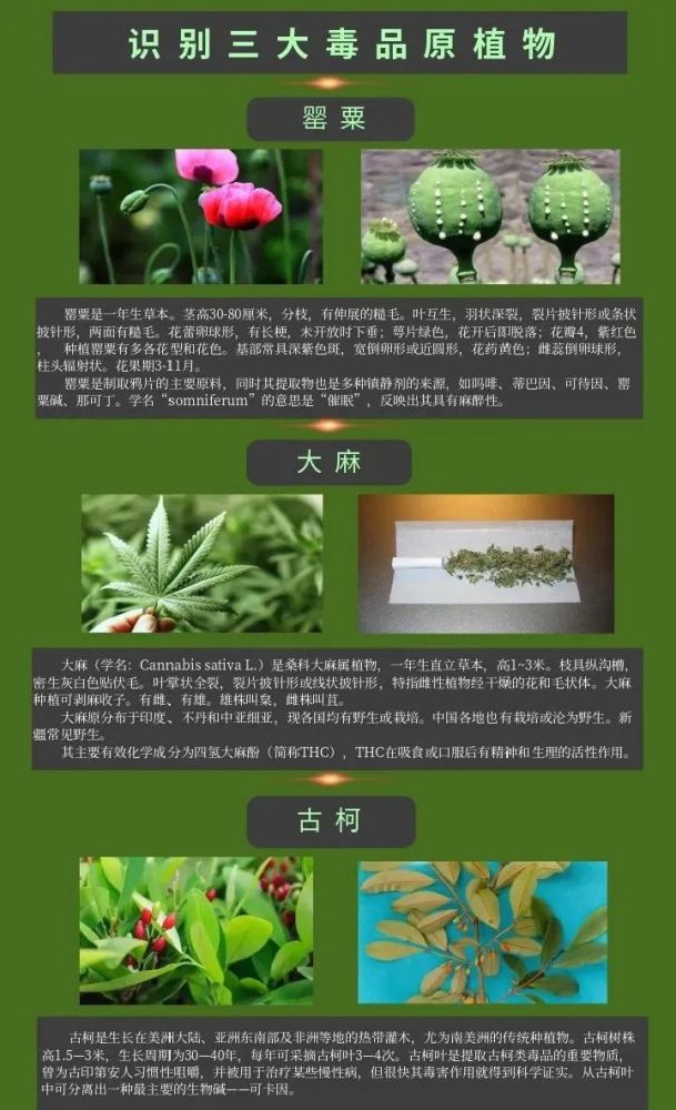 惊!全州大妈在自家菜地种740棵罂粟,想当青菜炒了吃