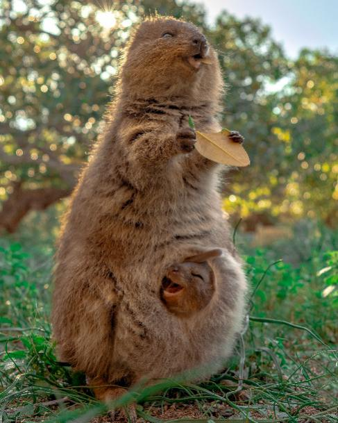 西澳大利亚州罗特尼斯岛(rottnest island)的短尾矮袋鼠(图片来源