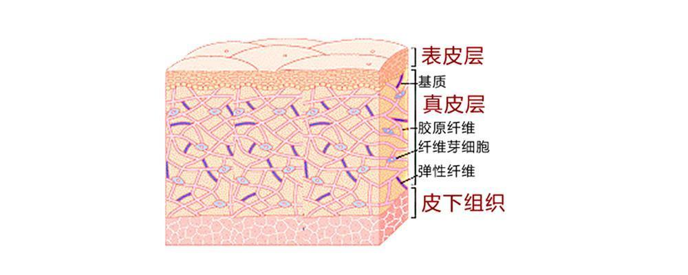 对于皮肤你了解吗