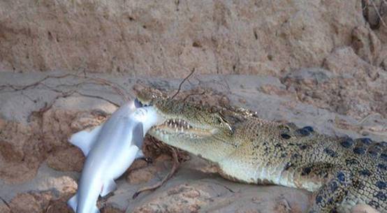 鳄鱼的天敌终于找到了!吃鳄鱼就像吃辣条,网友:太没牌