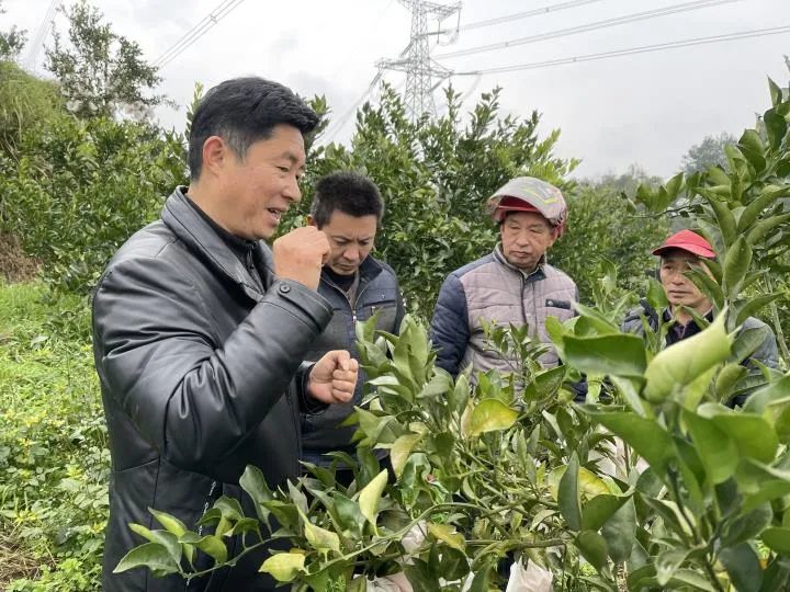 技术人员结合目前的农时季节,正在给种植户讲解柑橘园的园下管理,树体