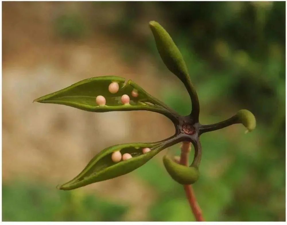 今年以来,在云南新发现这些"稀奇"植物