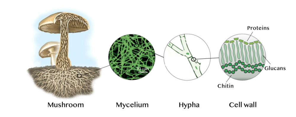 室的不是 "蘑菇"(mushroom)部分,而是 "藏" 在地下的菌丝(hypha)部分