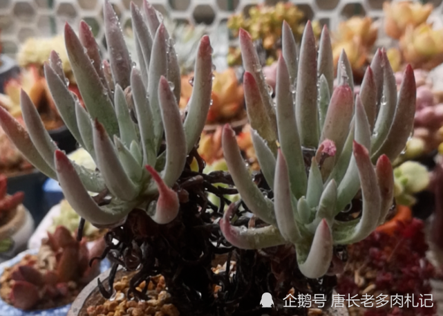 爱杜丽丝是仙女杯属的经典多肉不但好养且养成老桩后充满沧桑感