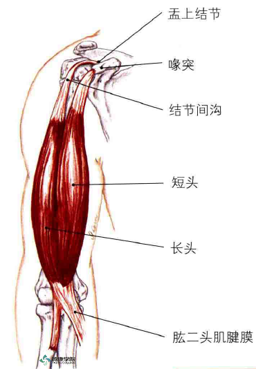 拉伸肱二头肌