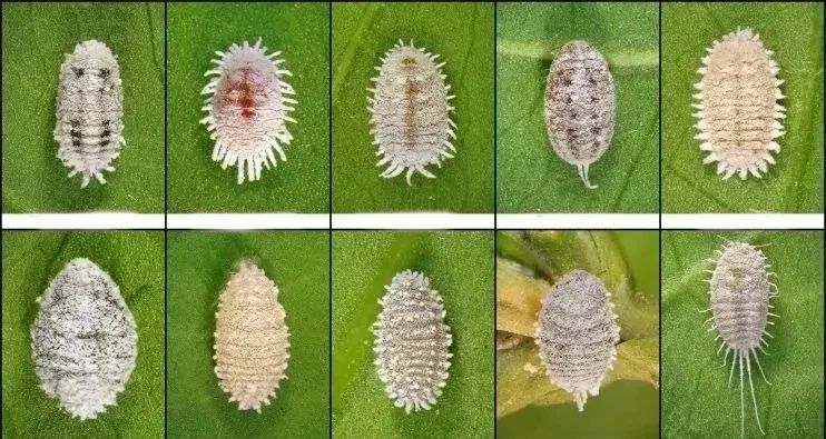 蚧壳虫的种类是非常多的,而室内常见的蚧壳虫大多数都是粉蚧虫,它们的