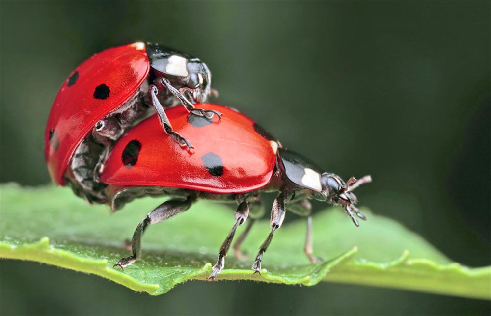 从小就在吃蚜虫,成虫每天能吃100多只,七星瓢虫爱了爱