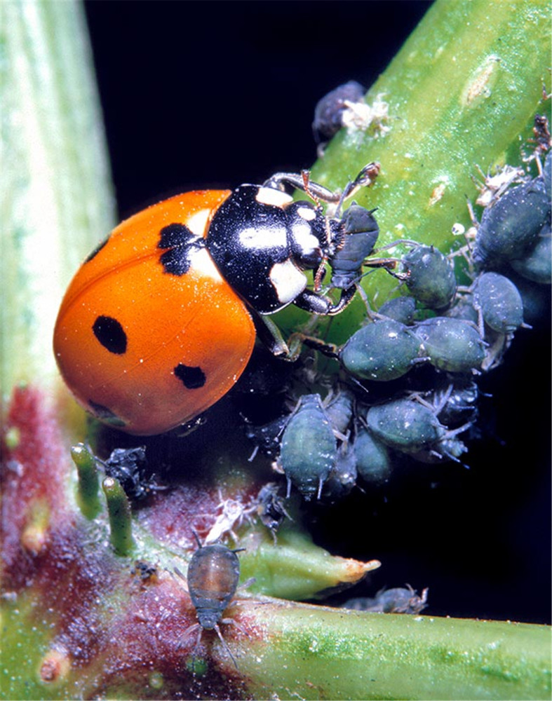 从小就在吃蚜虫成虫每天能吃100多只七星瓢虫爱了爱了