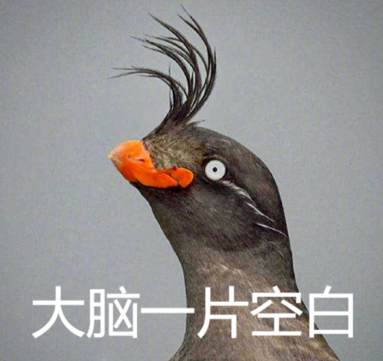 以表情包强势"出圈"的冠小海雀其实是鸟界"香妃"