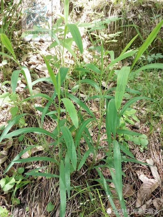 【产地】北柴胡主产于河北,河南,辽宁湖北,陕西等省;南柴胡主产于