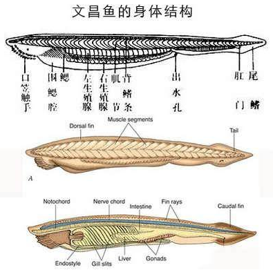 文昌鱼没有心脏,靠腹大动脉搏动.