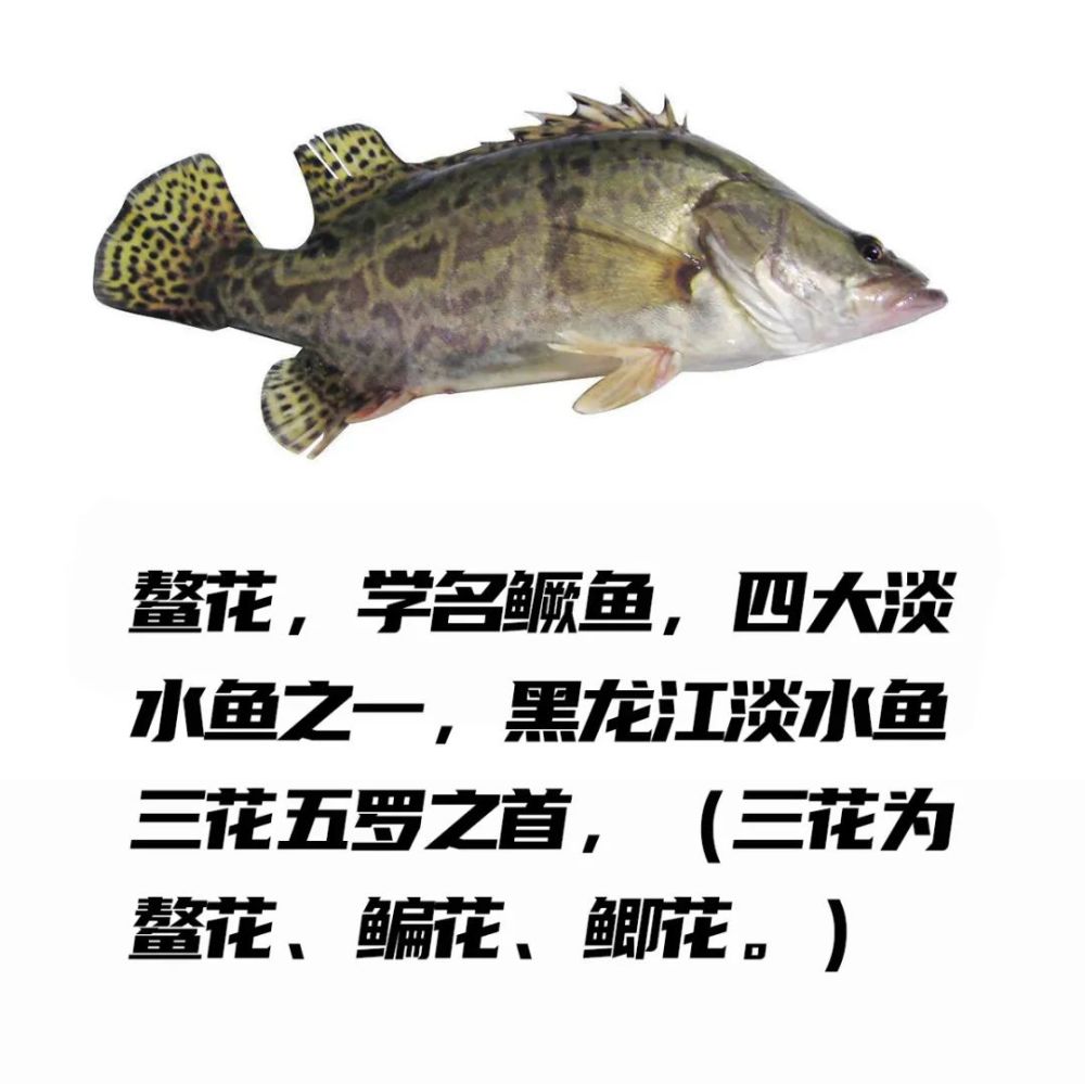 2021年兴凯湖鱼类日历——请你收藏!