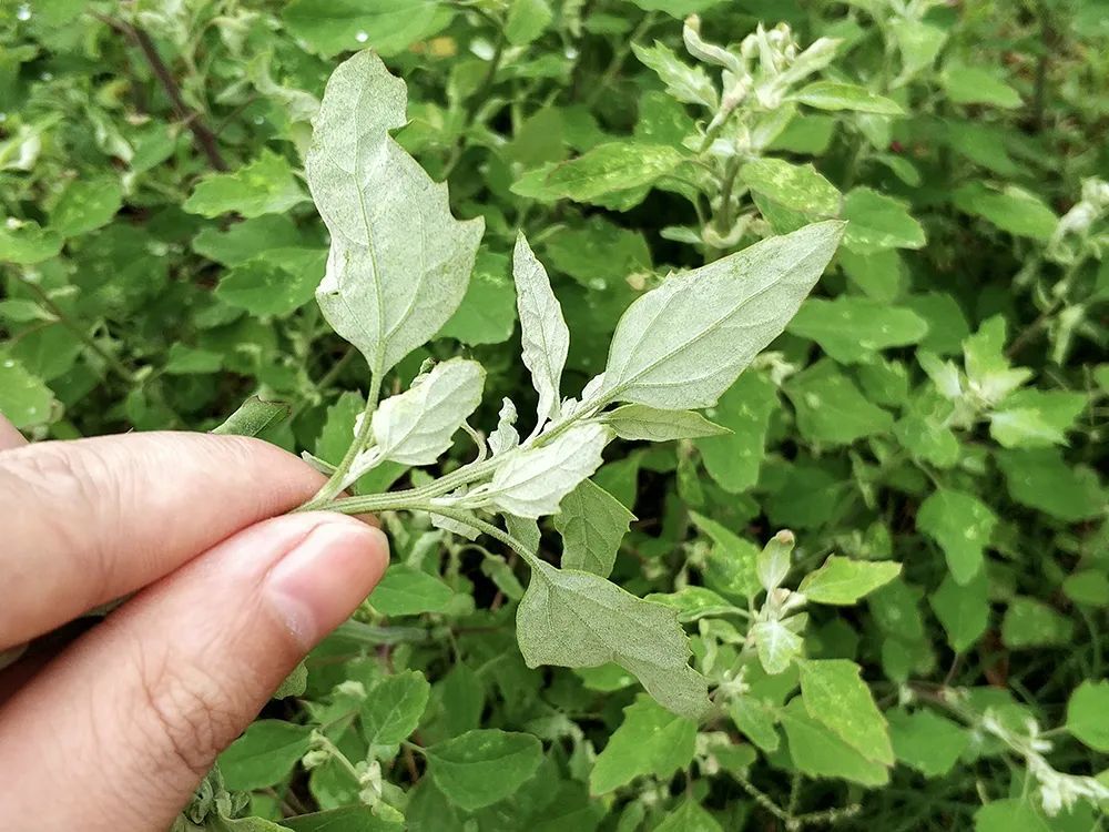 它是民间高钙野菜,食用超2千年,却有人质疑它有毒,还能吃吗?