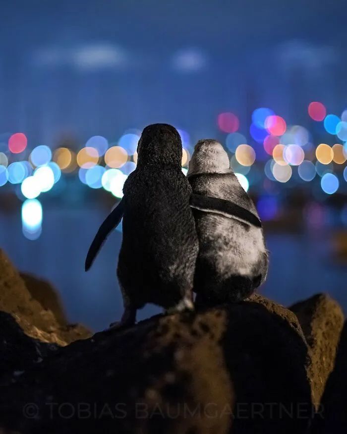 那两只相互依偎的小企鹅照片,获得了2020海洋摄影大众