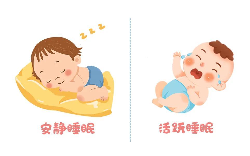 活跃睡眠——浅睡眠,易醒来; ● 安静睡眠——深睡眠,难唤醒.