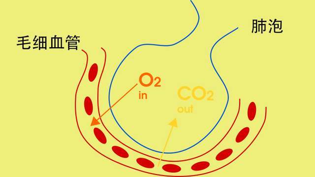 吸入的空气进入肺泡 氧气进入血液-二氧化碳进入肺泡