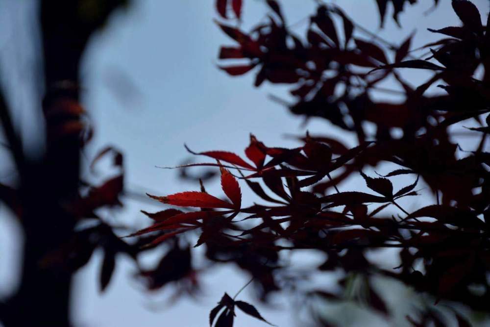 属鼠的幸运花