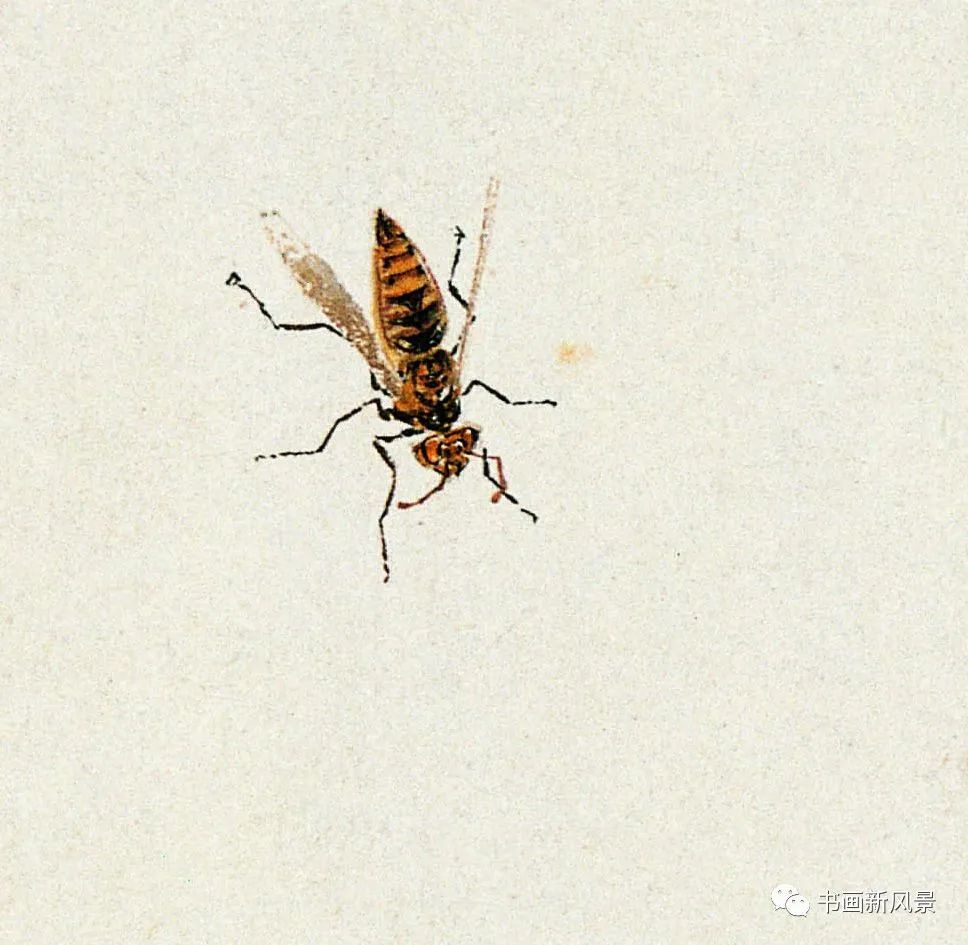 齐白石《花草工虫册》局部 齐白石《花草工虫册》局部