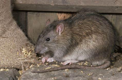 巨型老鼠再次涌上英国街头,大小与兔子无异,对鼠药完全免疫!