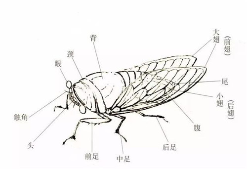 齐白石画一只"蝉"卖出8亿,凭什么?放大20倍后,确实物超所值