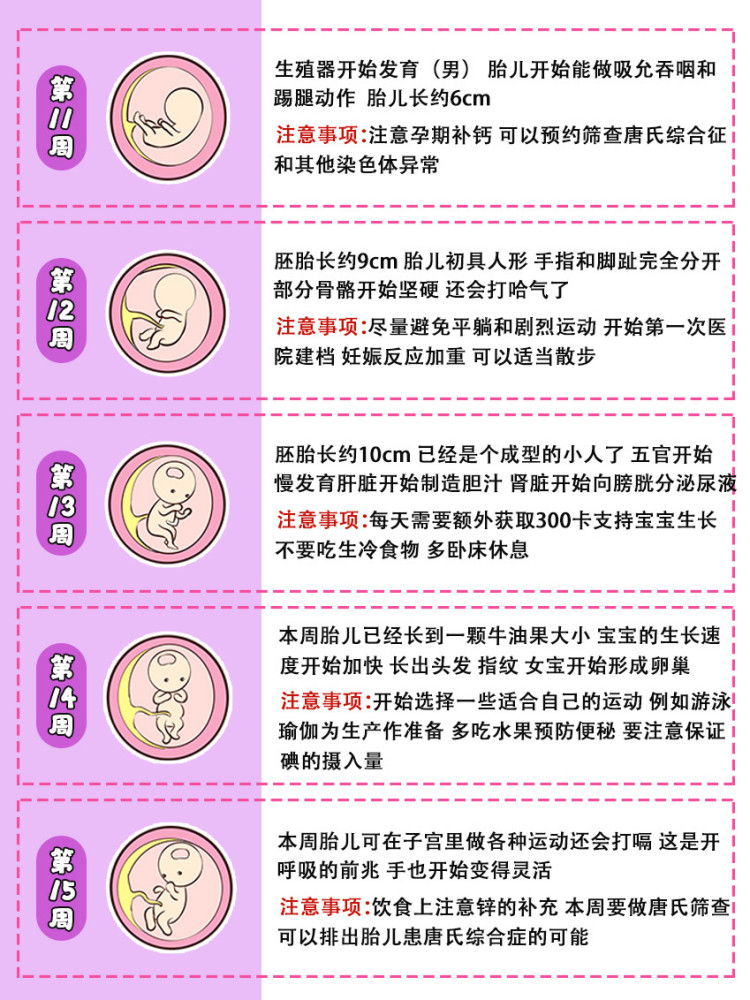 孕期40周胎儿发育过程图&注意事项