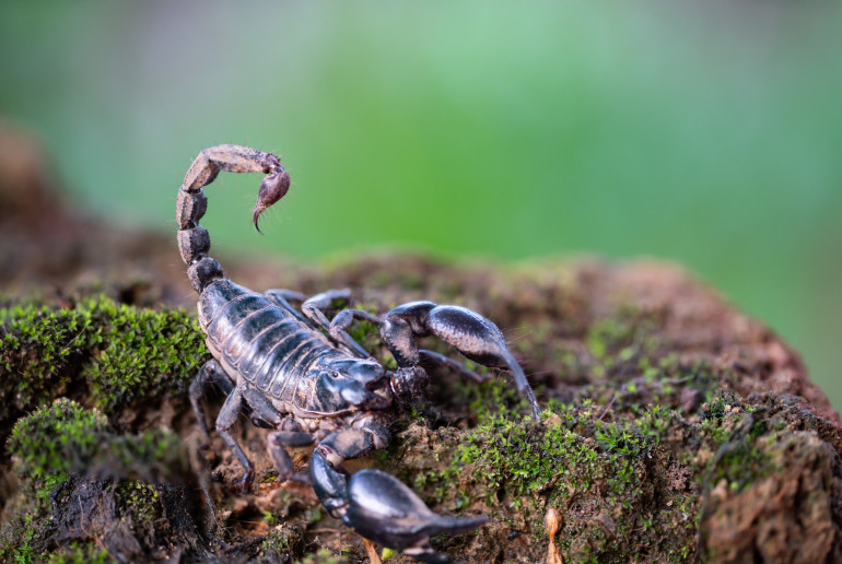 你对蝎子了解多少?15件可能让你惊讶的事