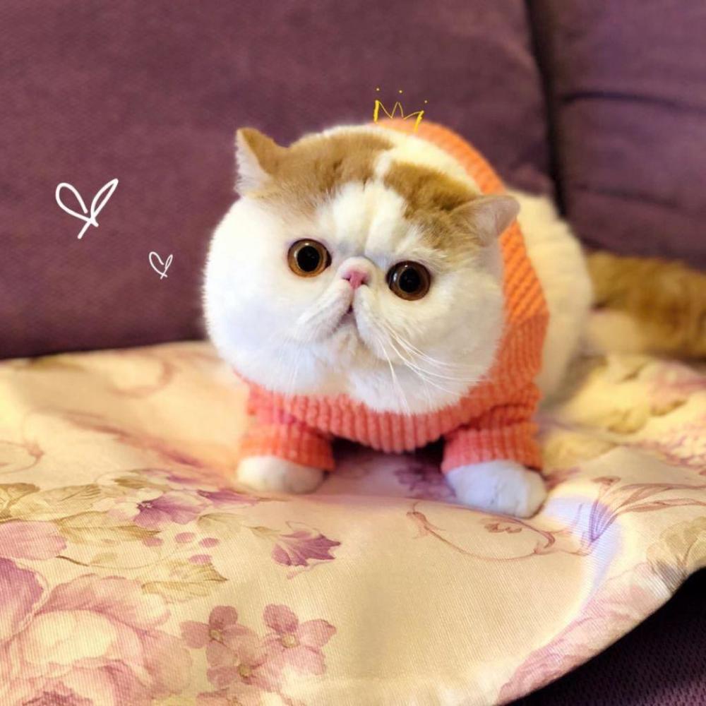 为什么可爱的加菲猫难养?