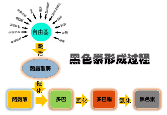 黑色素导致皮肤衰老,ph450细胞代谢酶如何根治