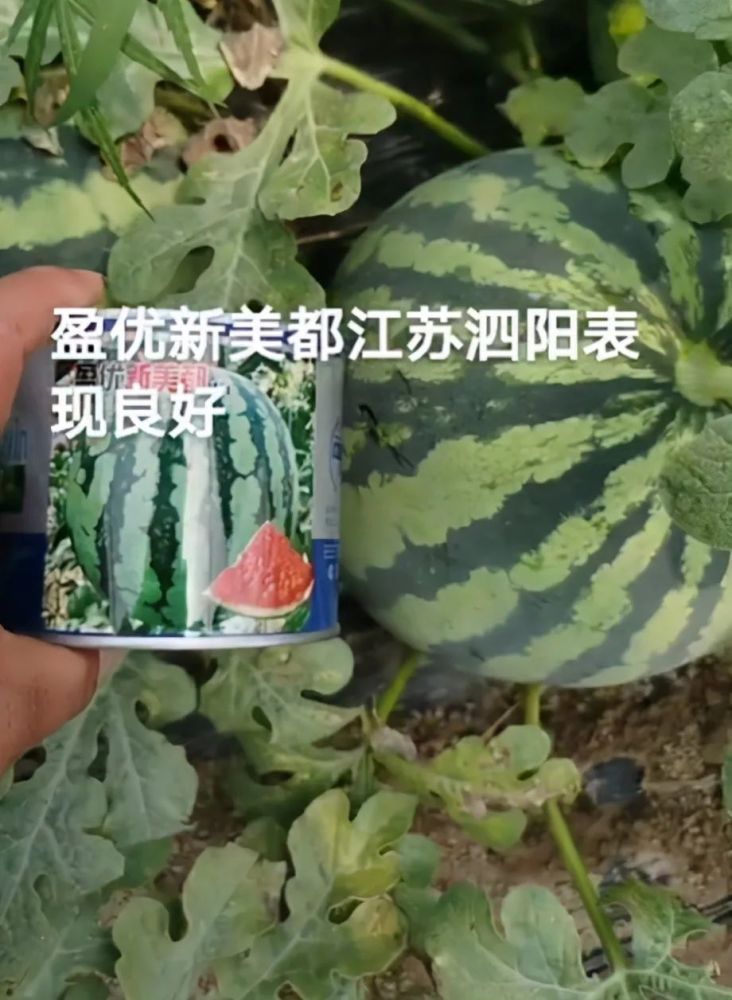 盈优新美都西瓜种子