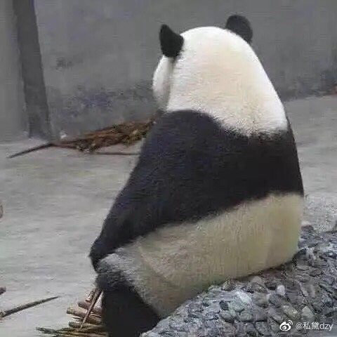 端端正正思考人生的熊猫背影真可爱