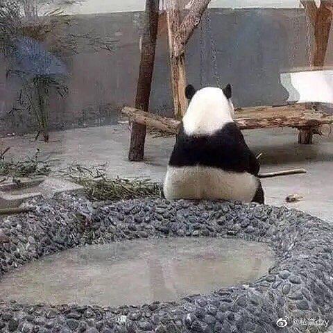 端端正正思考人生的熊猫背影真可爱