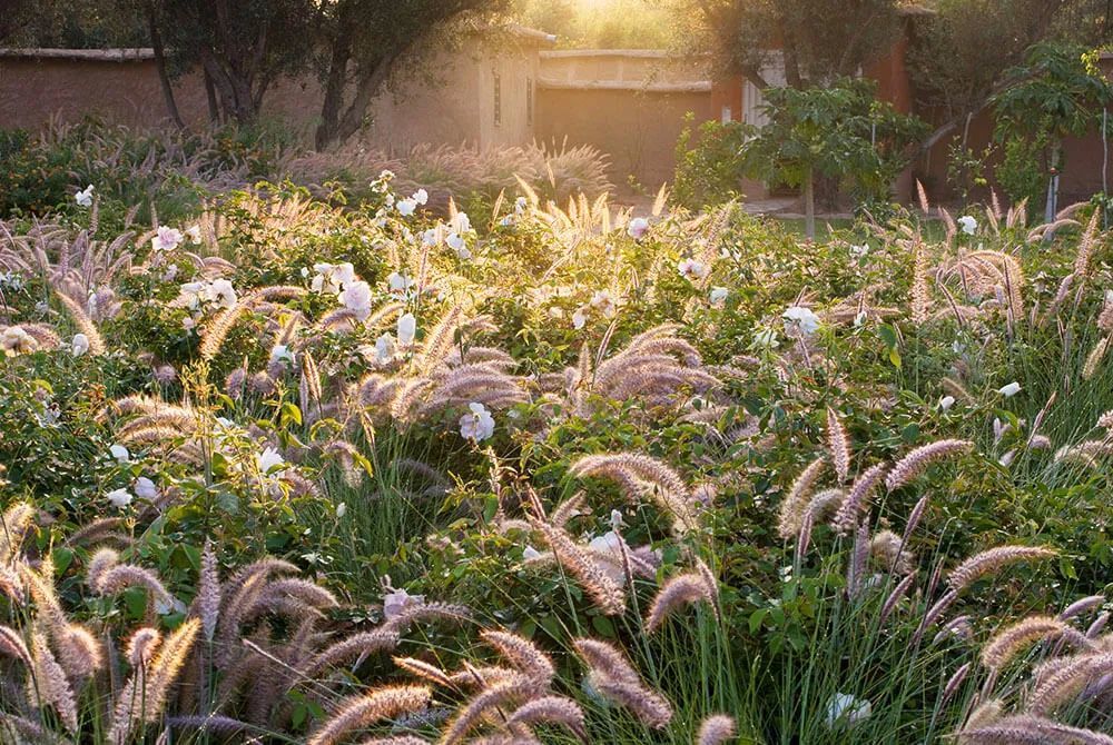 自然野趣的"观赏草",四季有景,春夏观叶,秋季赏色,冬季悦絮