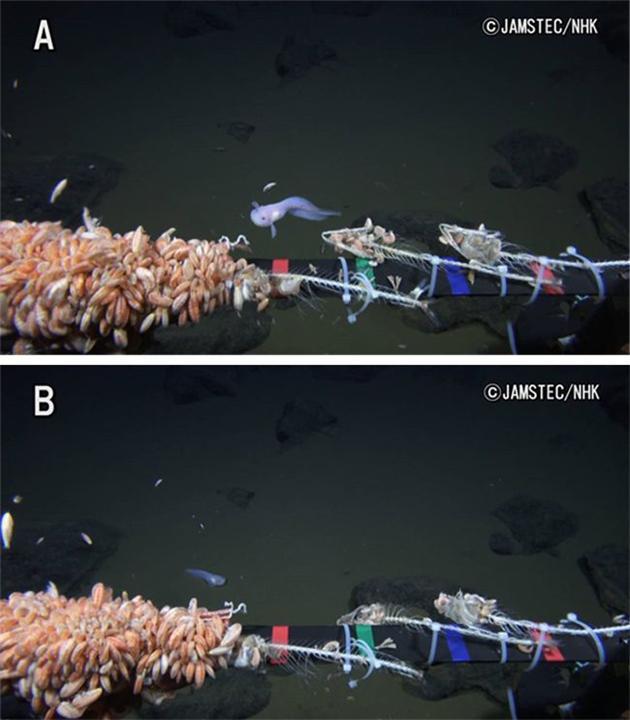 海底10000米处有什么?科学家深入马里亚纳海沟,发现深海生物