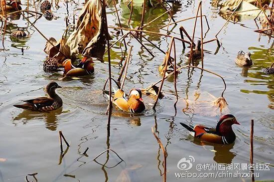 西湖的鸳鸯被撑死?这是伤害不是爱