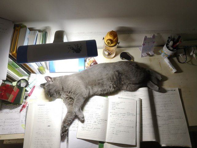 猫咪迷惑行为图鉴