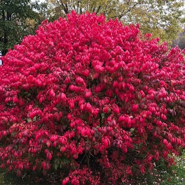 6种在半阴的院子可生长开花的灌木花卉,可养成阳台盆栽