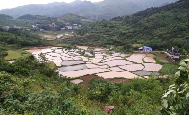 溆浦地王继怀故乡的茅草